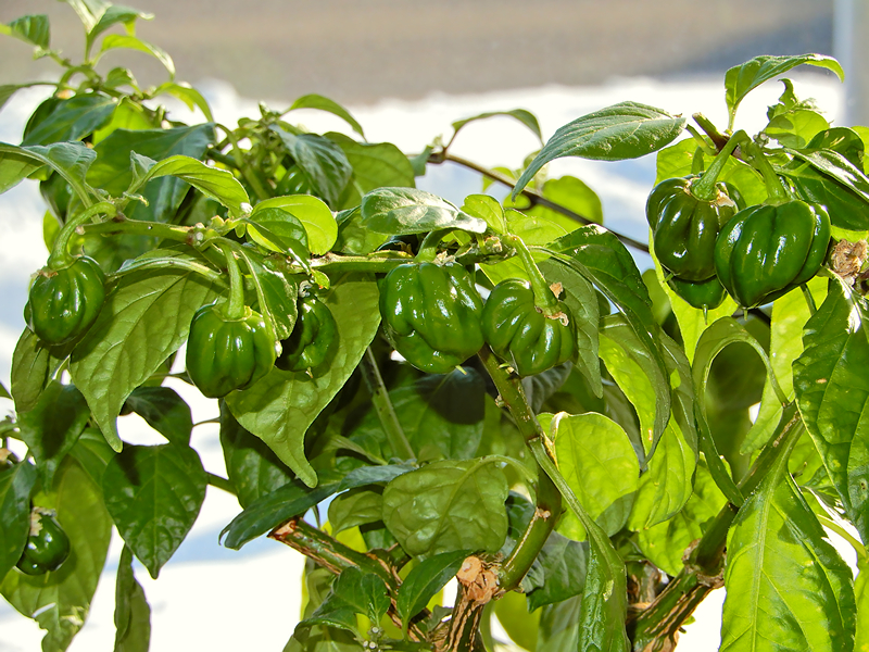 F1 Scotch Bonnet Olive