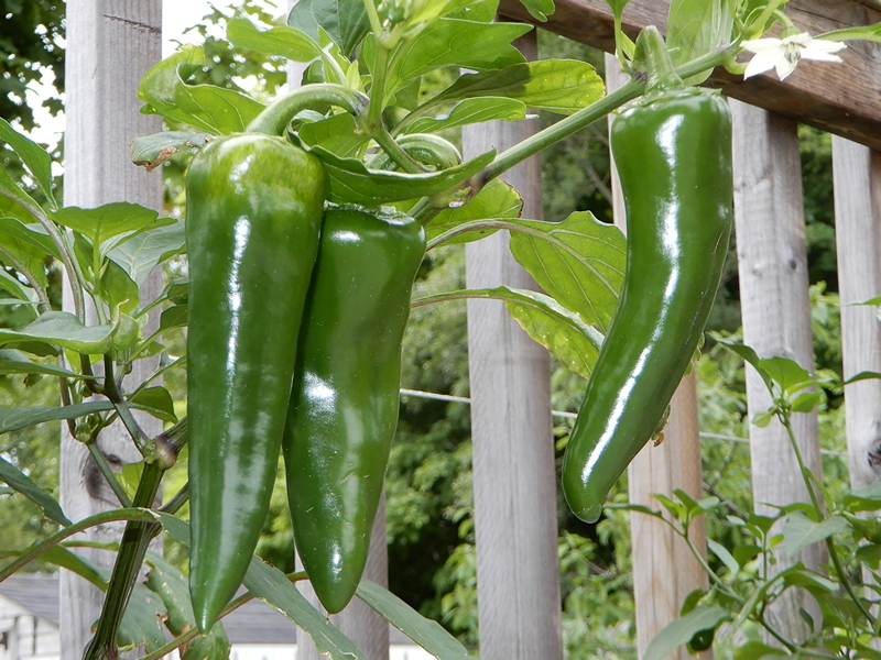 F2 Palermo Jalapeno