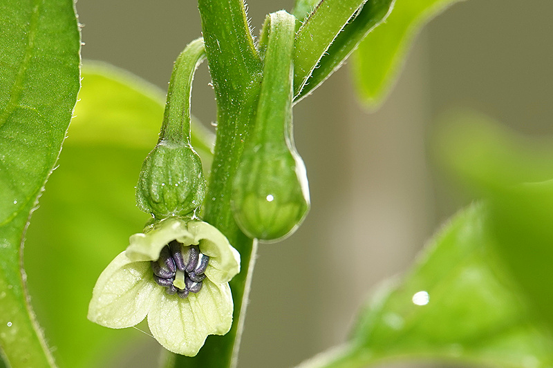 F2 Scotch Bonnet Olive