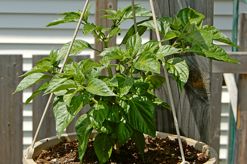 F2 Scotch Bonnet Olive