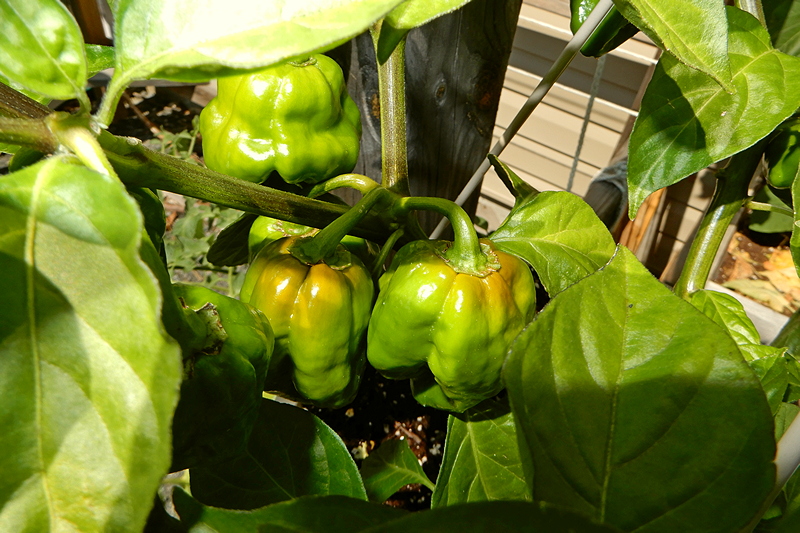 F2 Scotch Bonnet