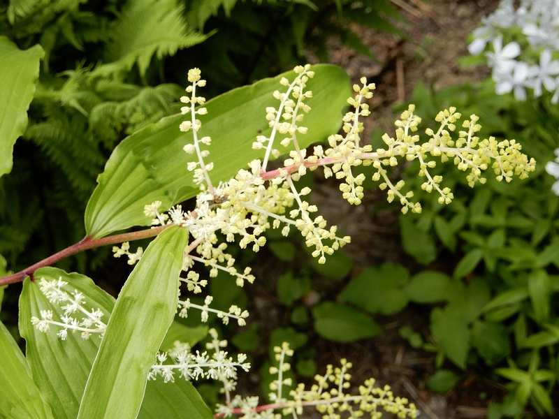 False Solomon's Seal