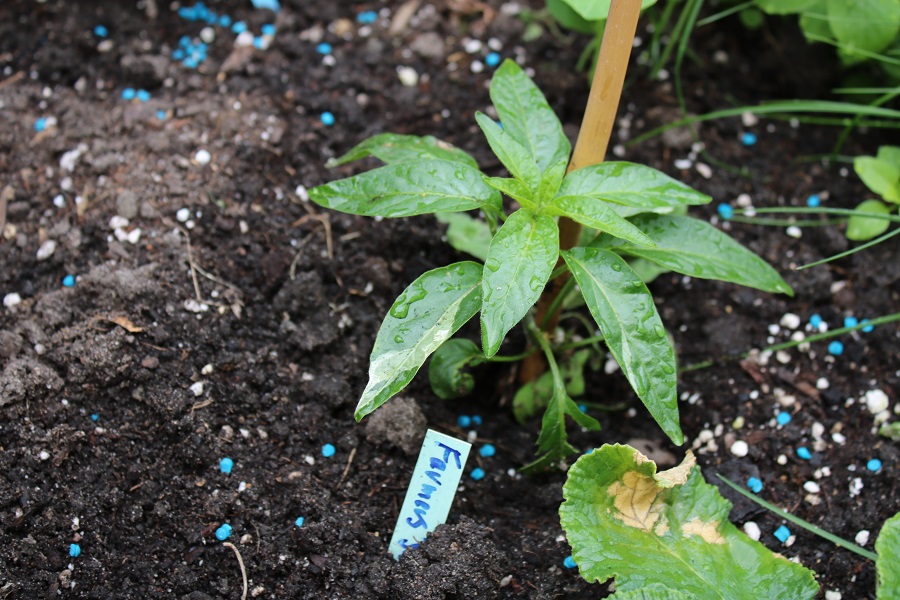 Farmers Jalapeno