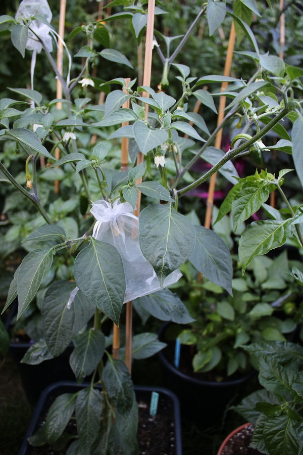 Farmers Jalapeno