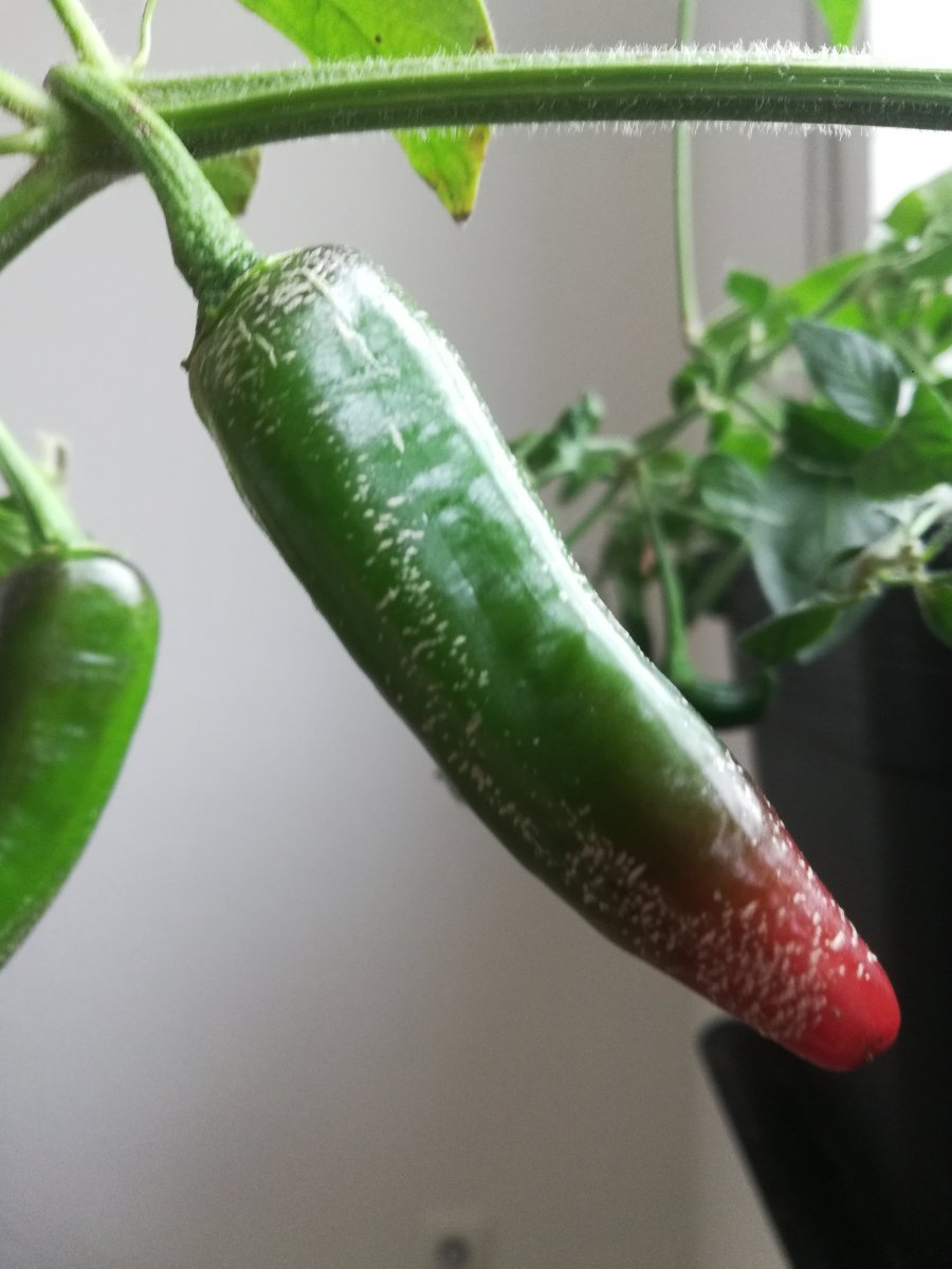 Farmers Jalapeno