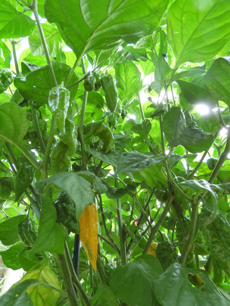 Fatalii 1