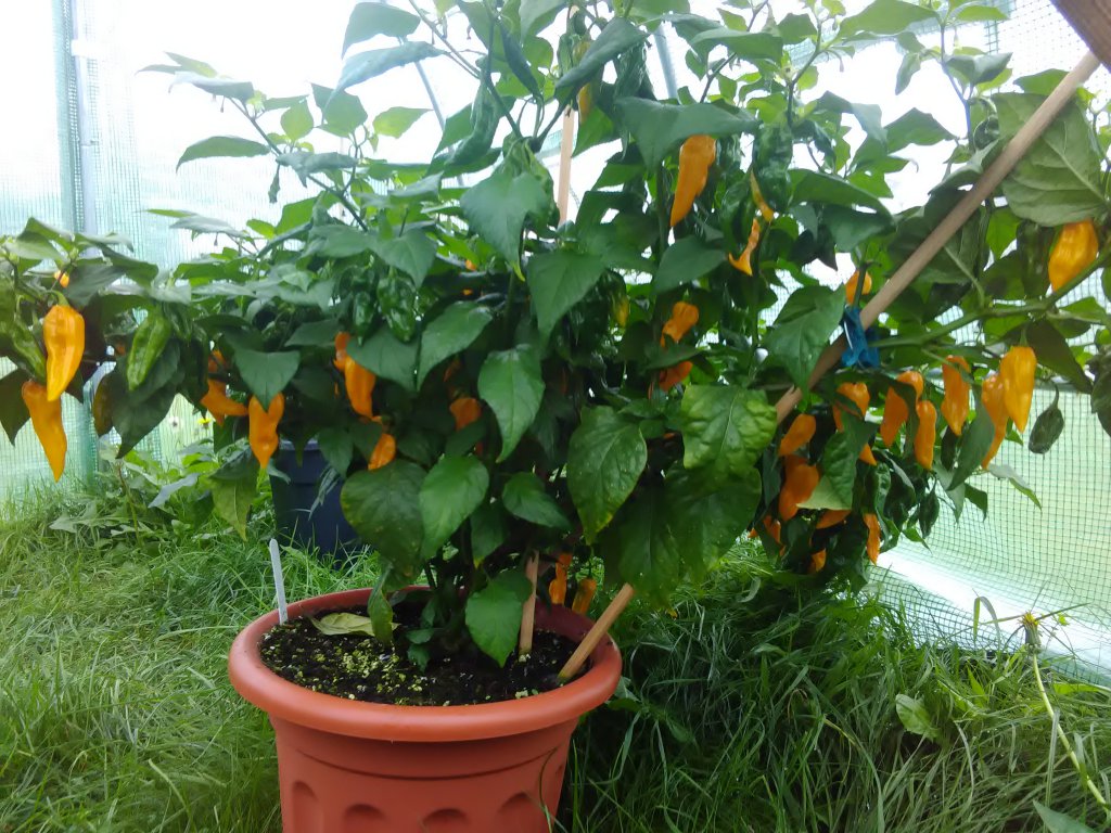 Fatalii #2 26.9