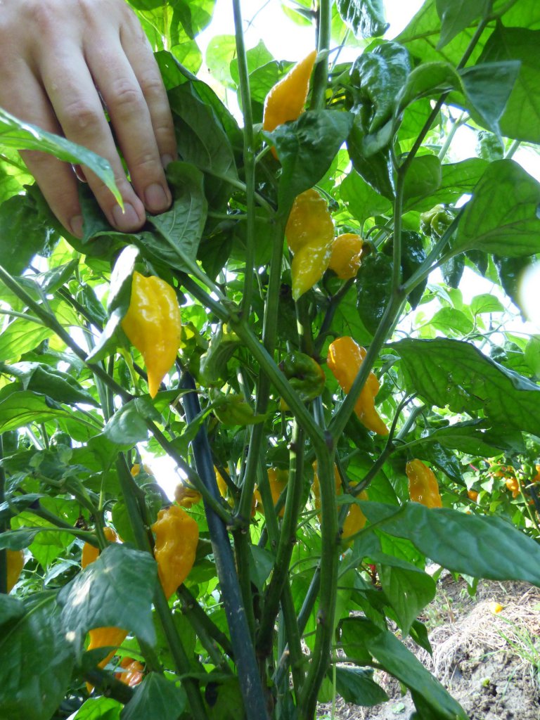 Fatalii 2