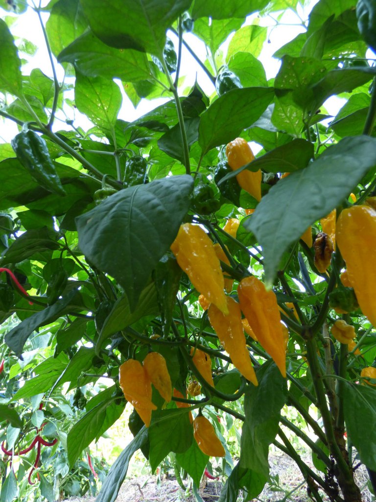 Fatalii 3