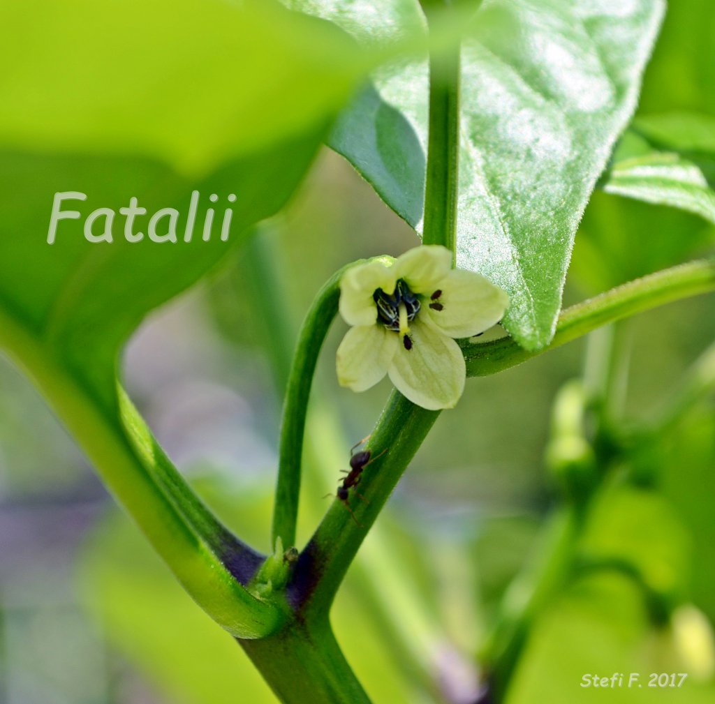 Fatalii, Blüte