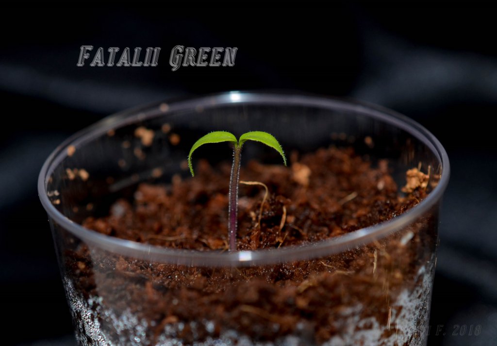 Fatalii Green