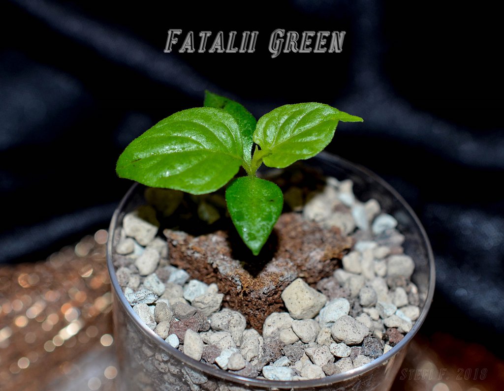 Fatalii Green