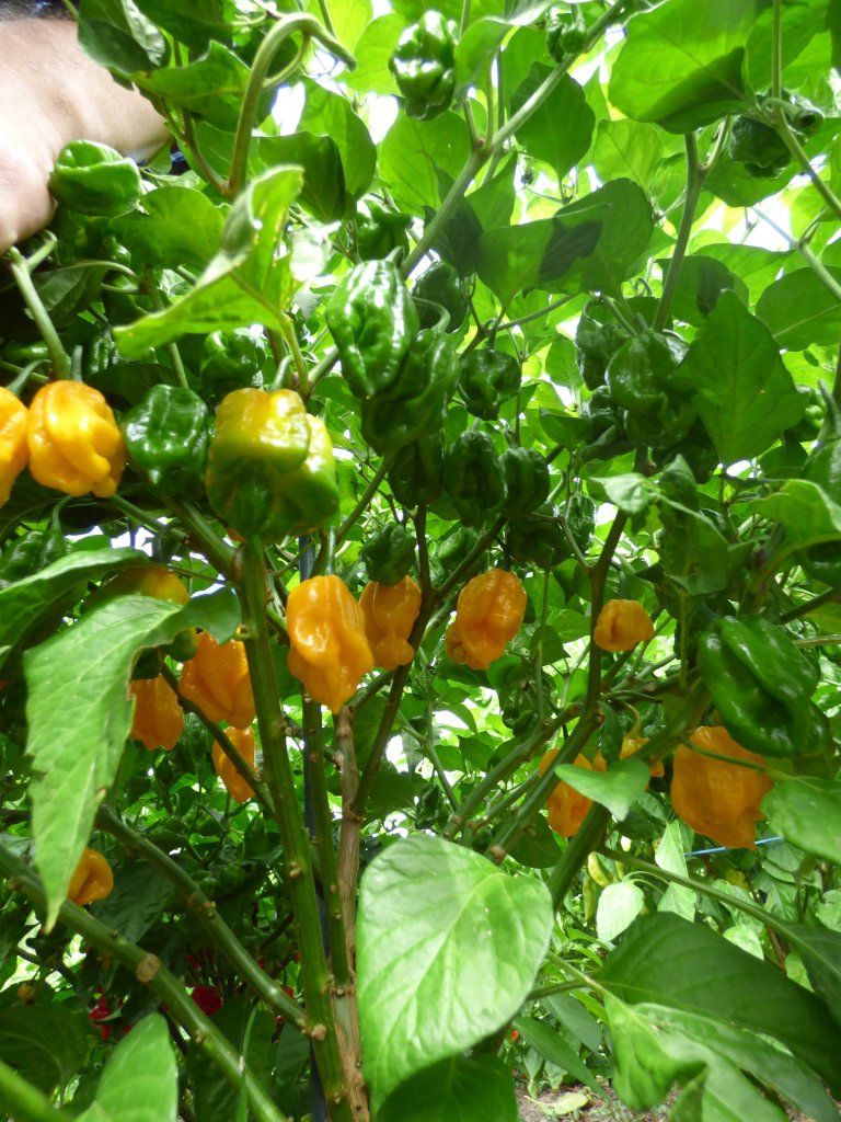 Fatalii Mortalii 2