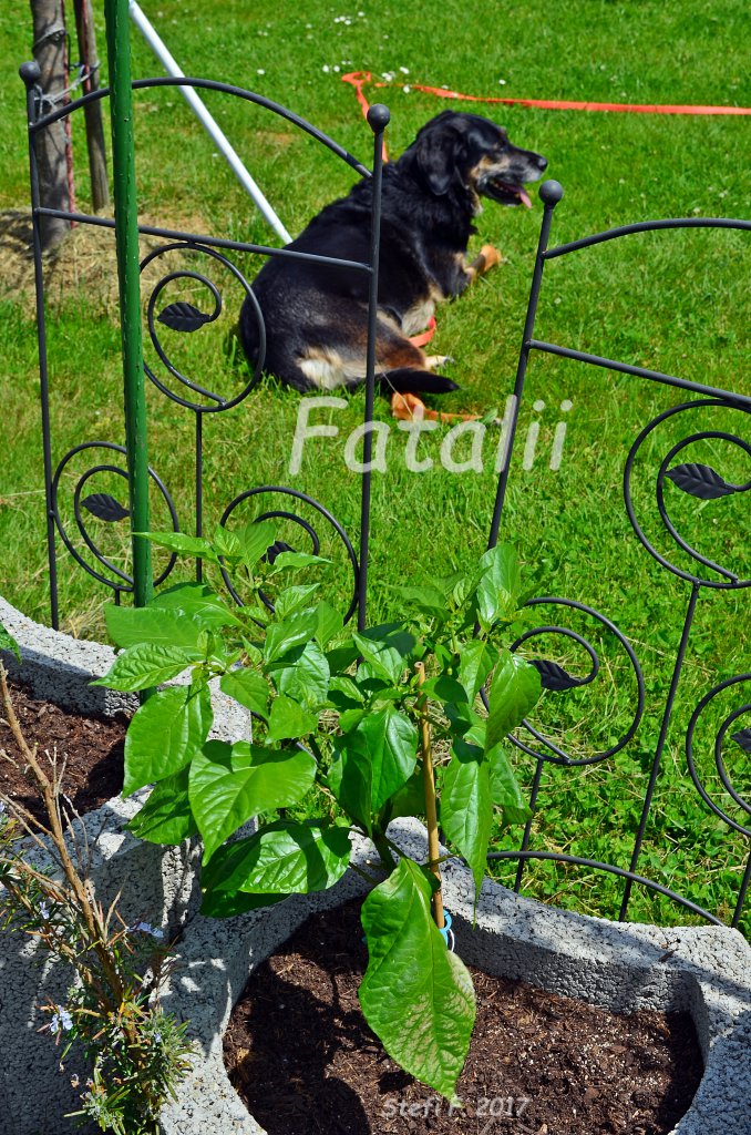 Fatalii