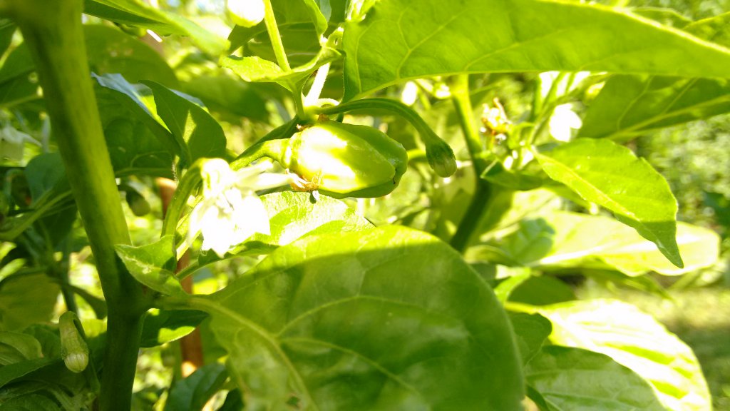 Fatalii