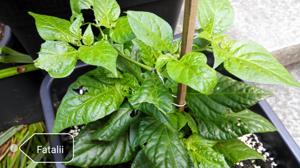 Fatalii