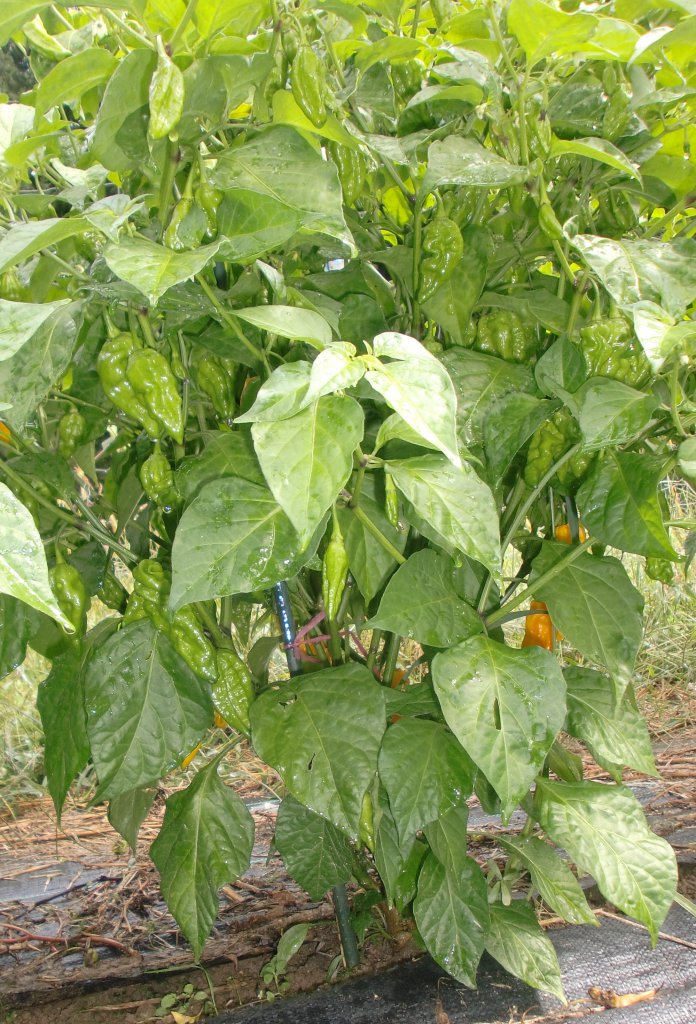 Fatalii