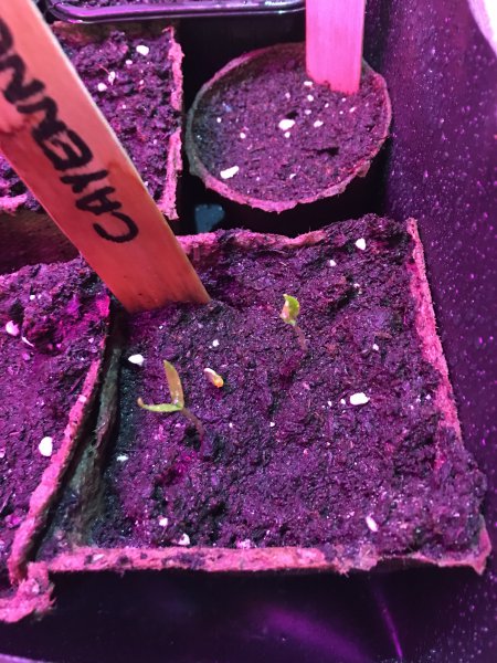 First Cayenne sprouted