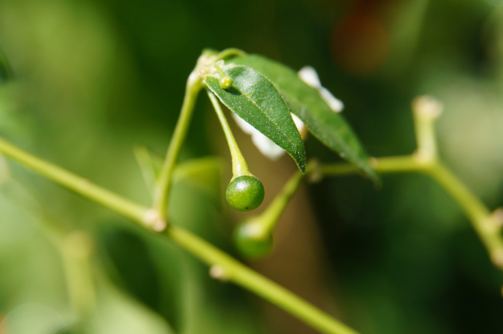 Flexuosum DSC03740