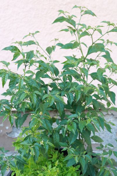 Flexuosum