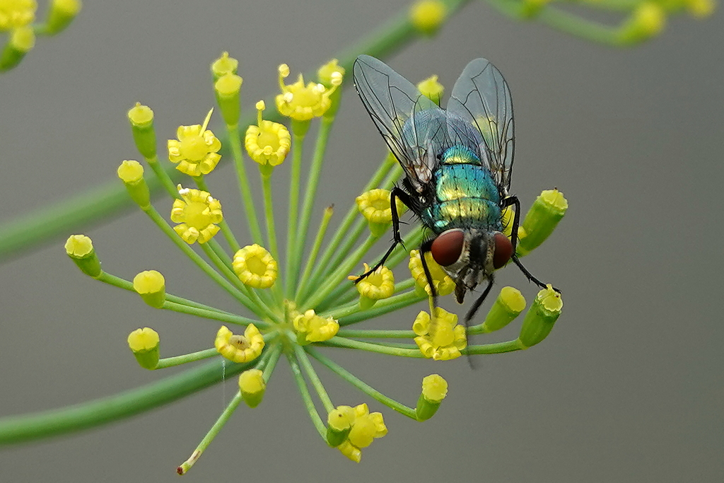 Fliege auf Dillblüte