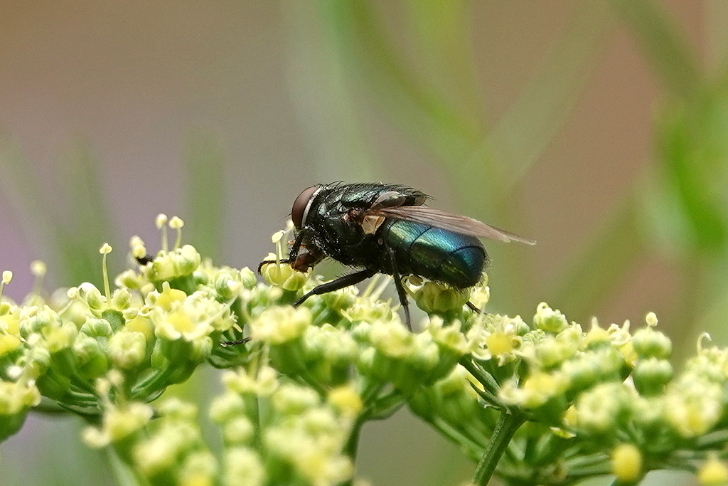 Fliege auf Petersilienblüte