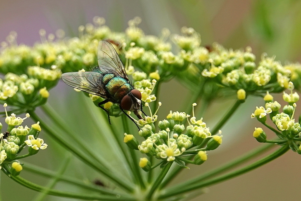 Fliege auf Petersilienblüte