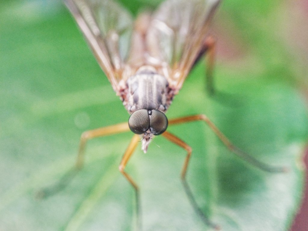 Fliege? Bremse? Jedenfalls war sie groß