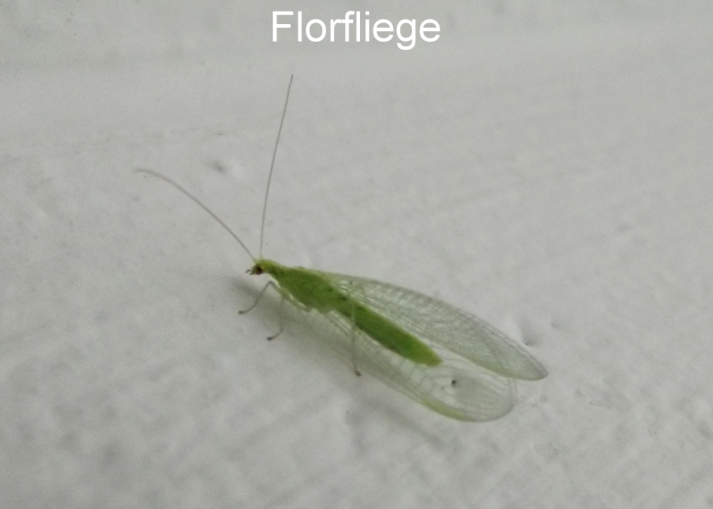 Florfliege