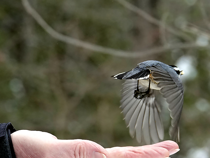 Flug mit Erdnussteilchen