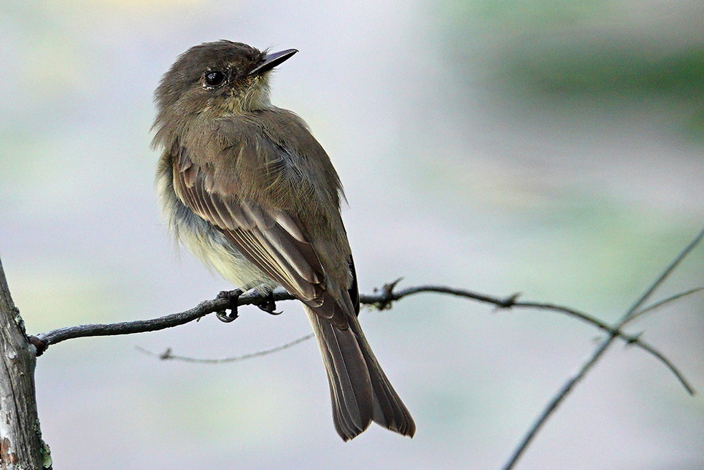 Flycatcher / Fliegenschnäpper