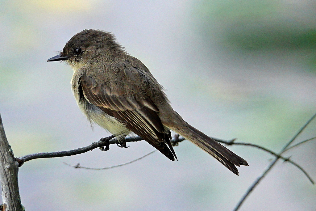 Flycatcher / Fliegenschnäpper