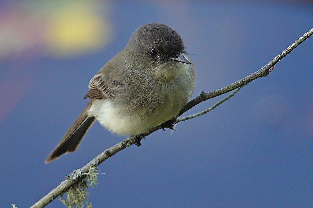 Flycatcher