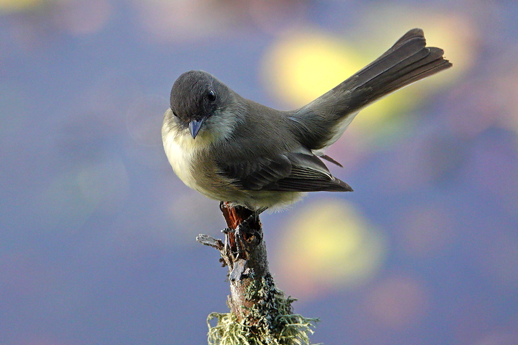 Flycatcher