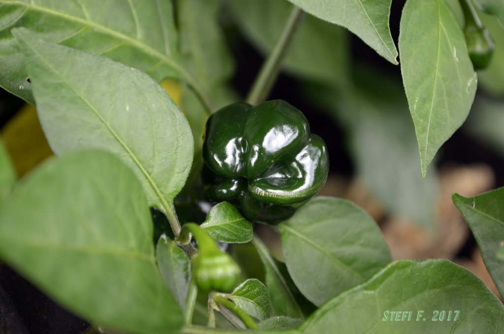 Foodorama Scotch Bonnet Red