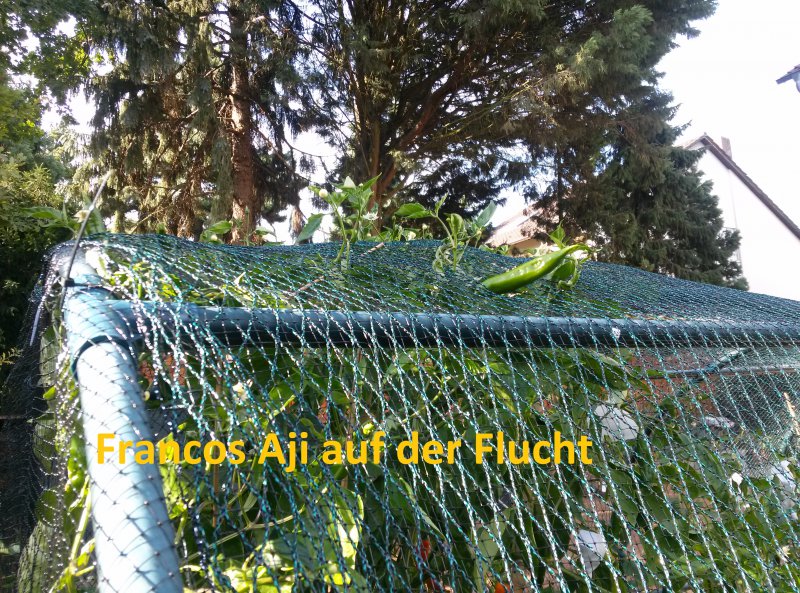 Francos Aji Auf Der Flucht