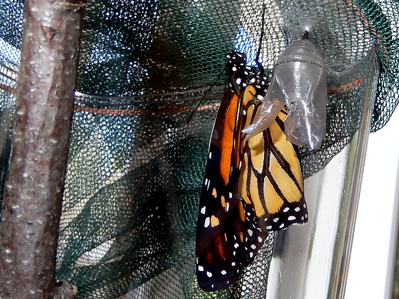 Frisch geschlüpfter Monarch