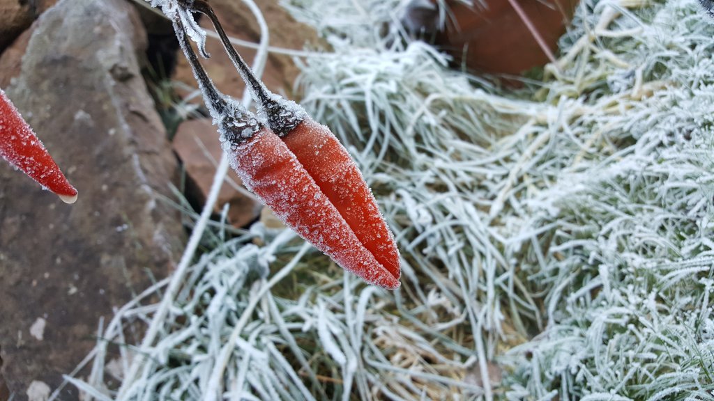 Frozen Pepper