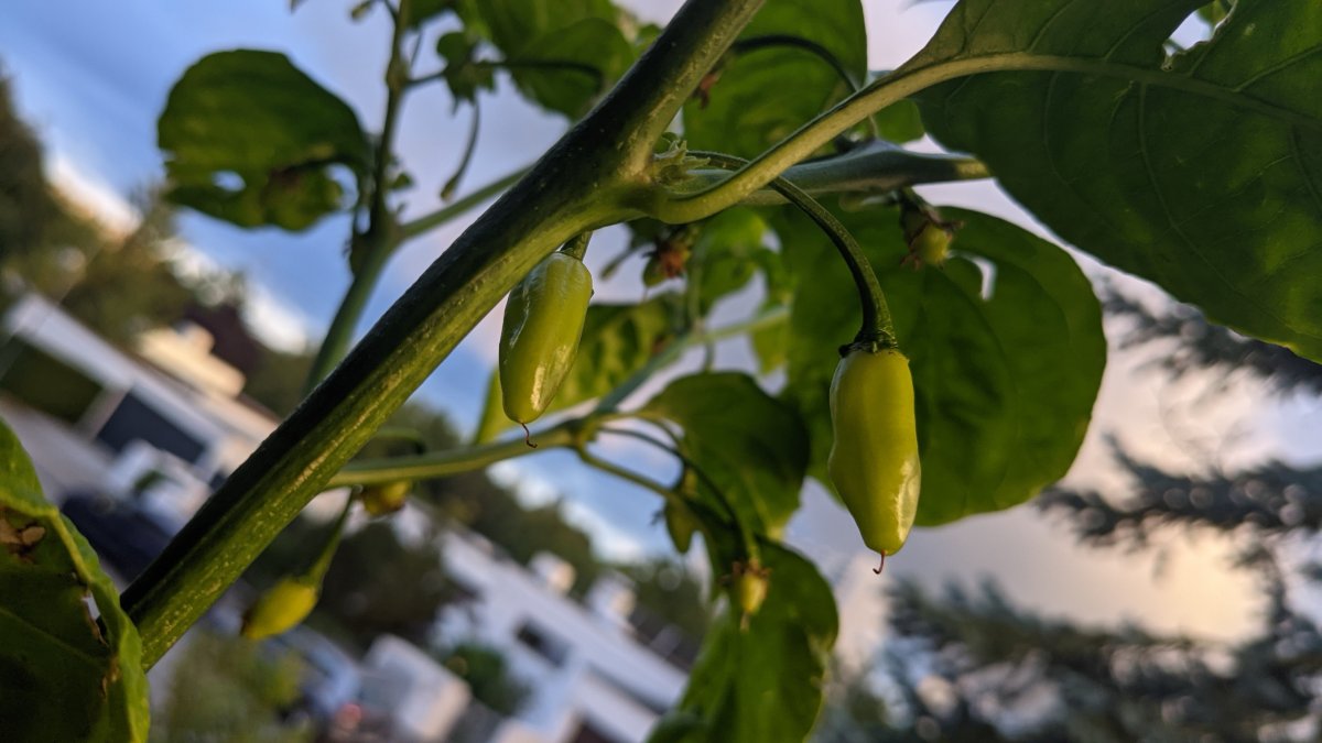 Frutgum - Detail