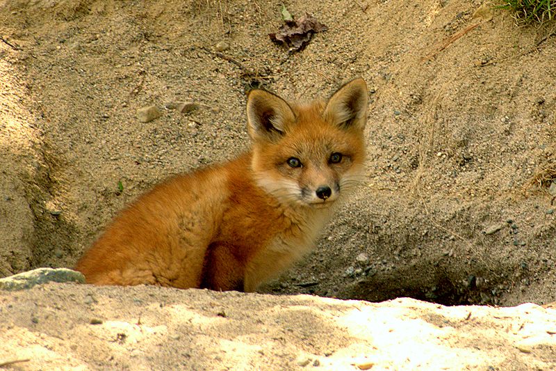 Fuchs vor seinem Bau