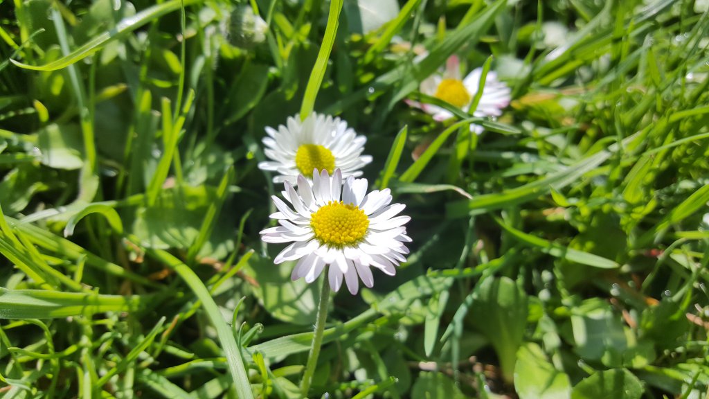 Gänseblümchen 16.04.18