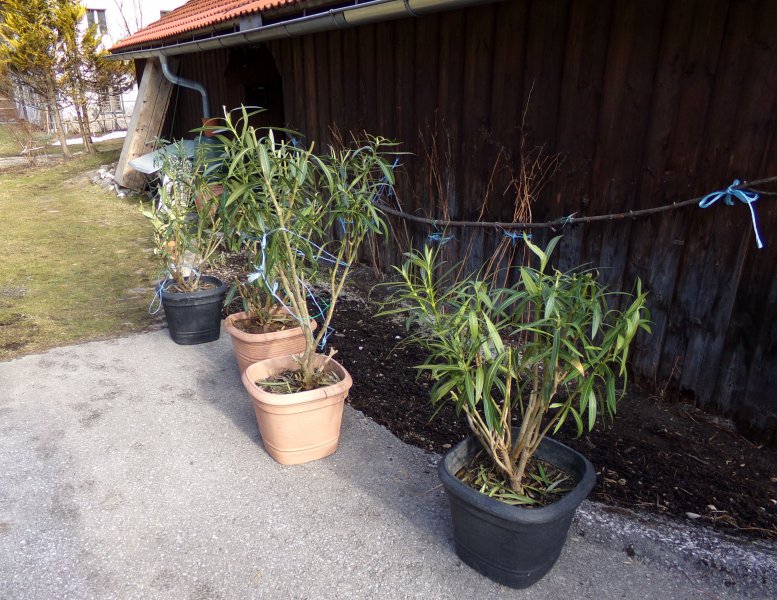 Garten Oleander nach Winter