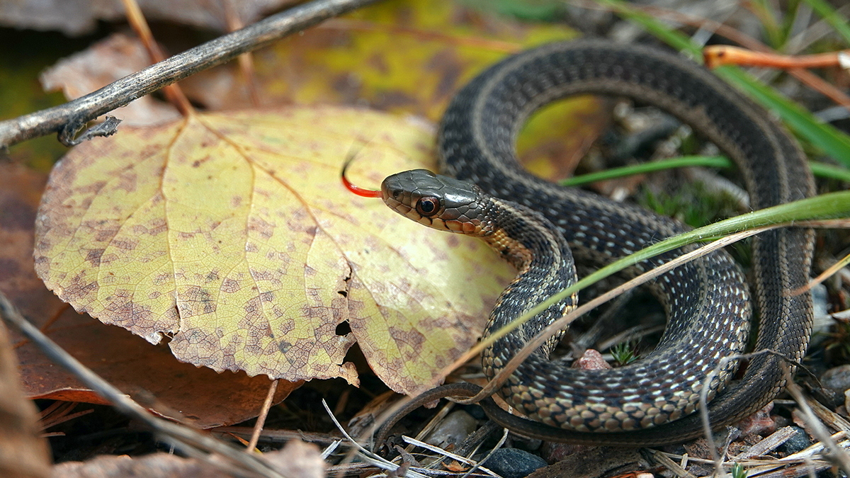 Garter Snake