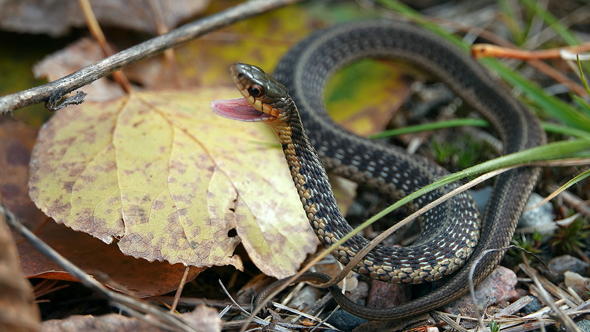 Garter Snake