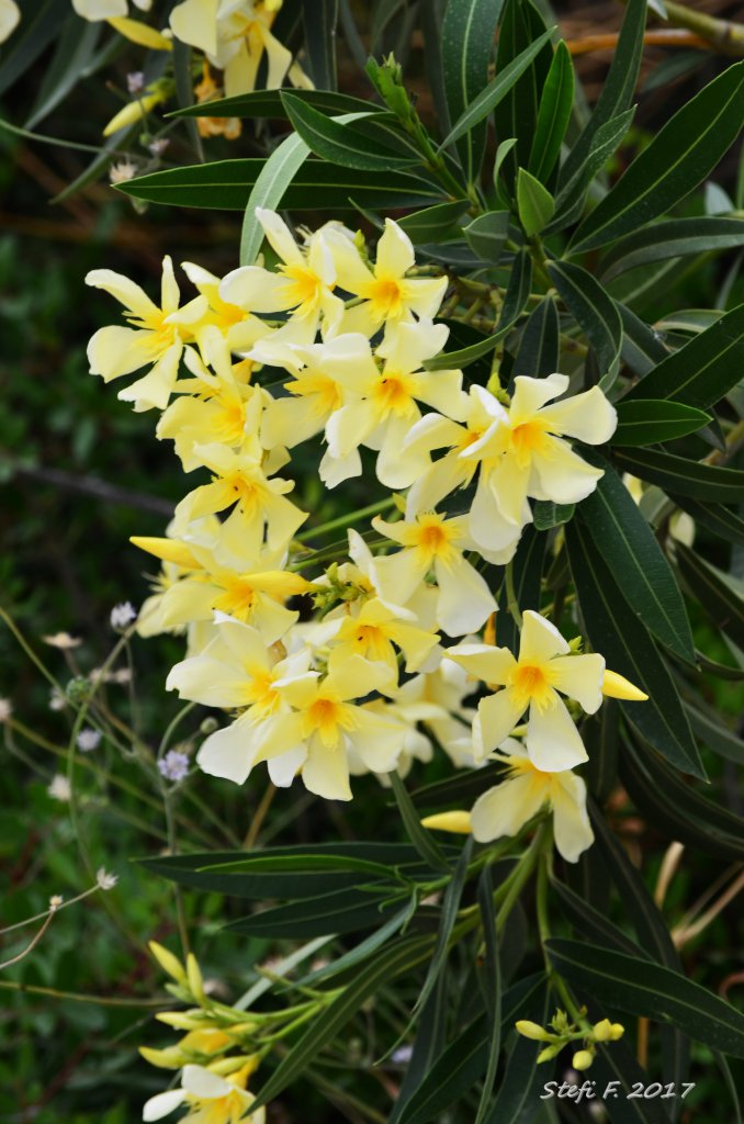 Gelber Oleander