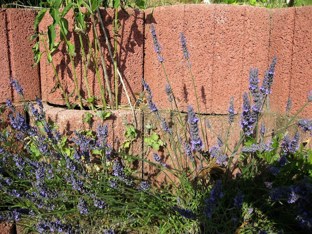 Gestern im Garten