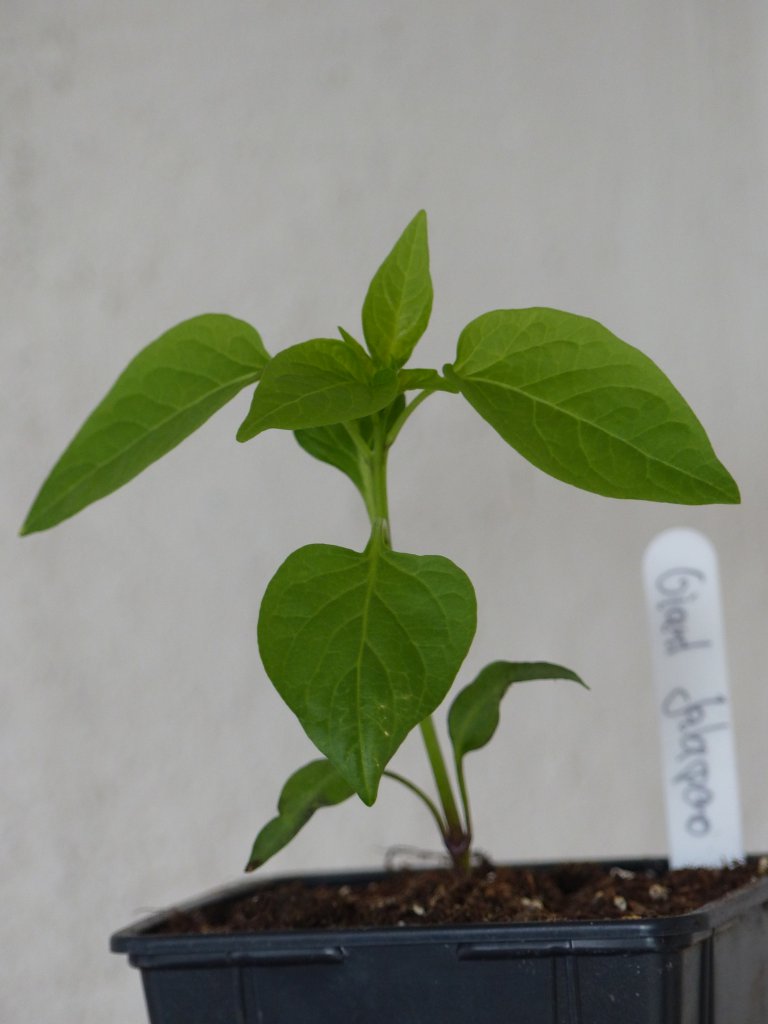 Giant Jalapeno