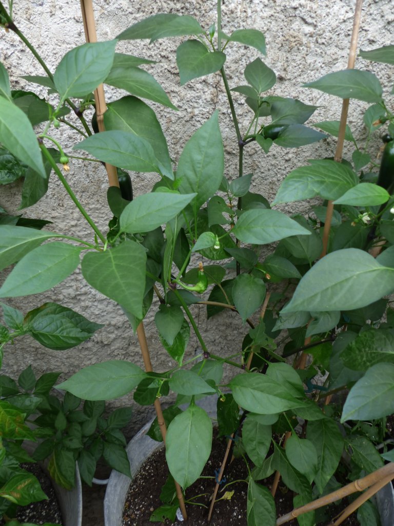 Giant Jalapeno