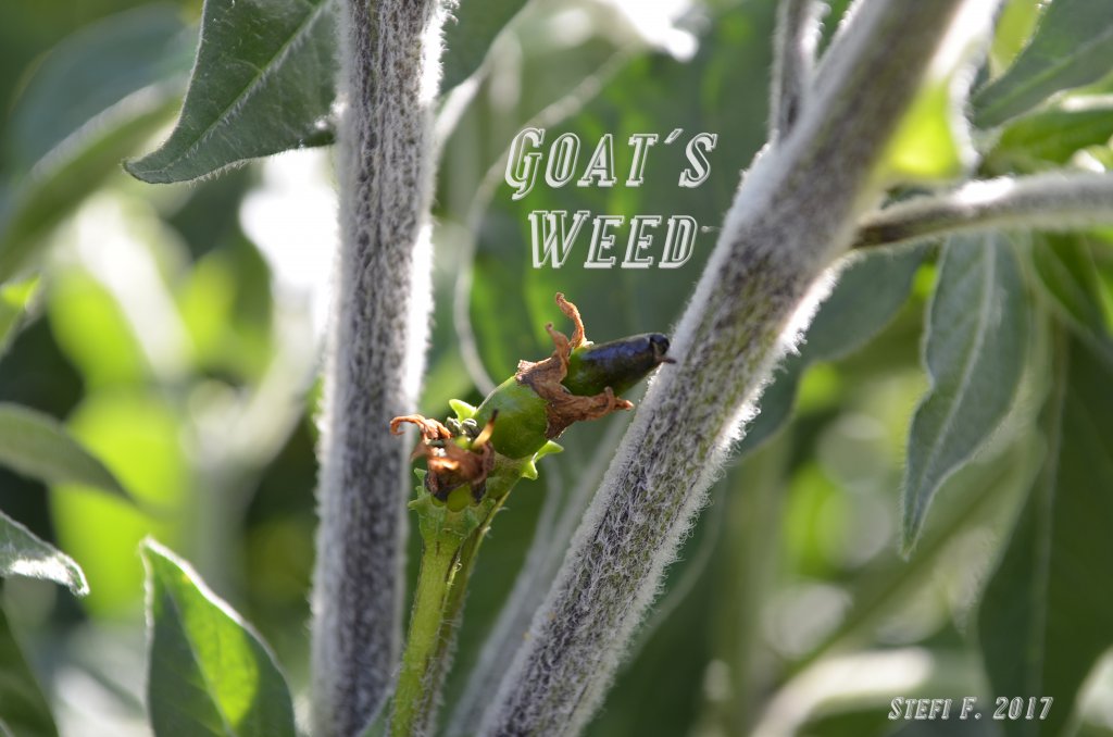 Goats Weed