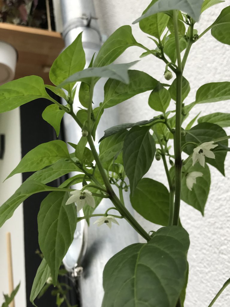 Golden Cayenne